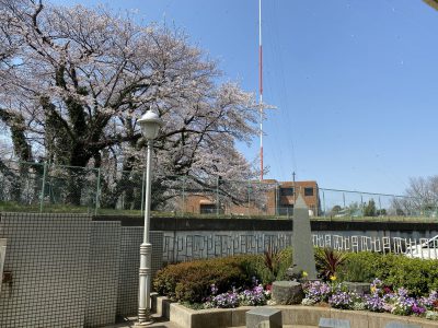 桜が綺麗です