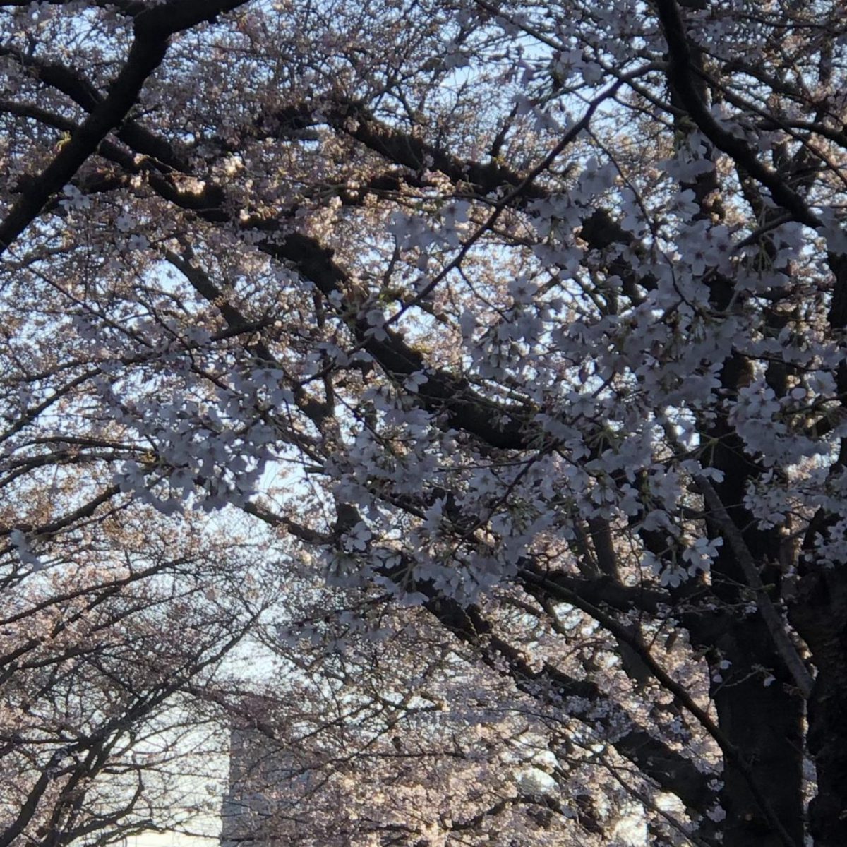 3月25日（木）1年生卒業まであと1日