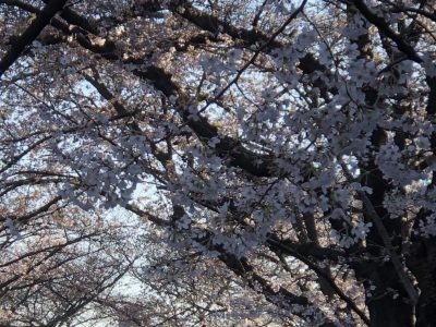 3月25日（木）1年生卒業まであと1日