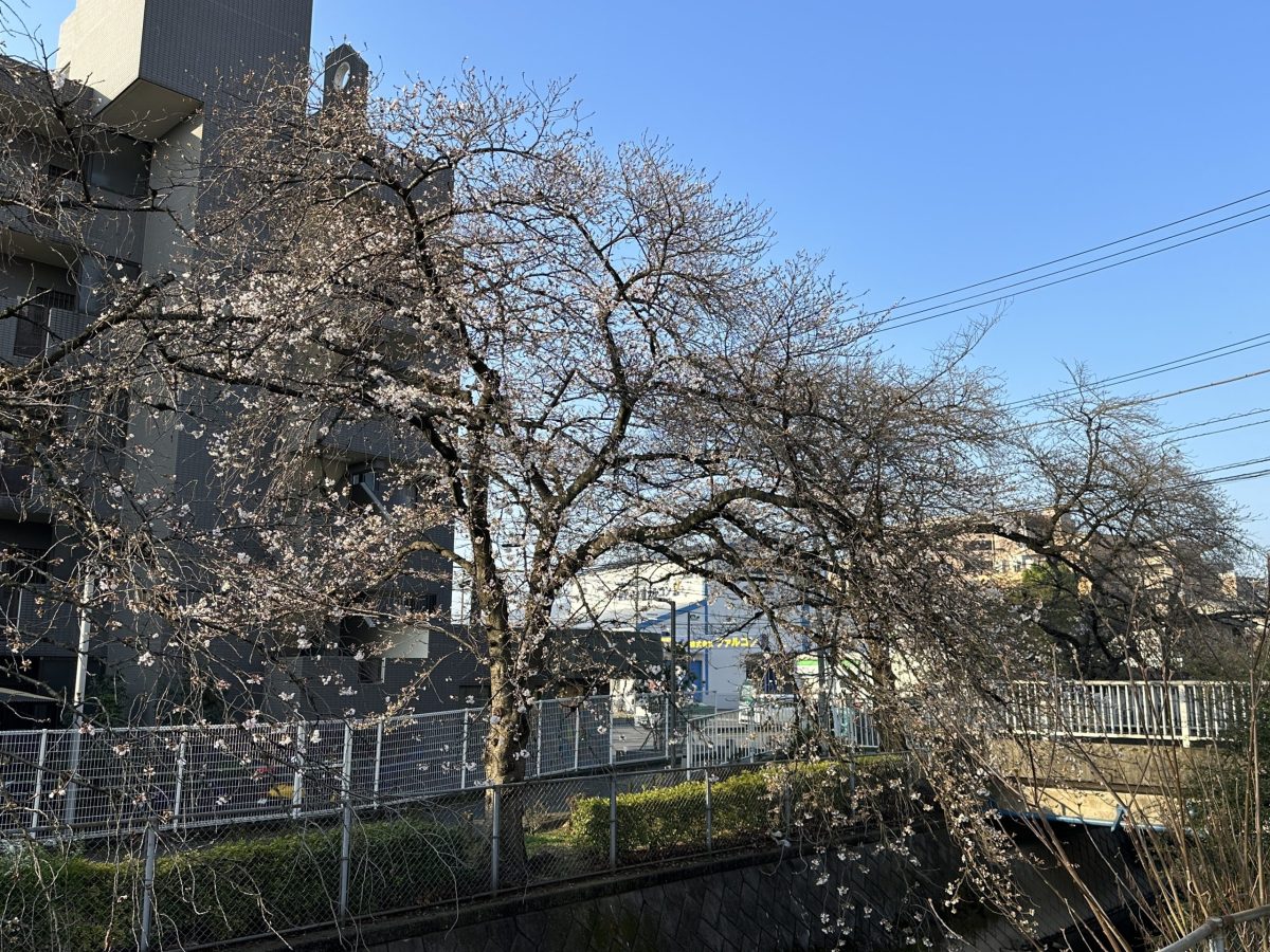 ３月１７日（金）：桜、開花しそうです。