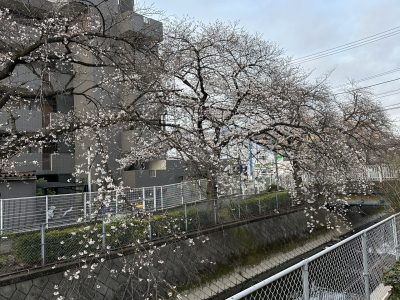 ３月２０日（月）：桜の満開まであと少し