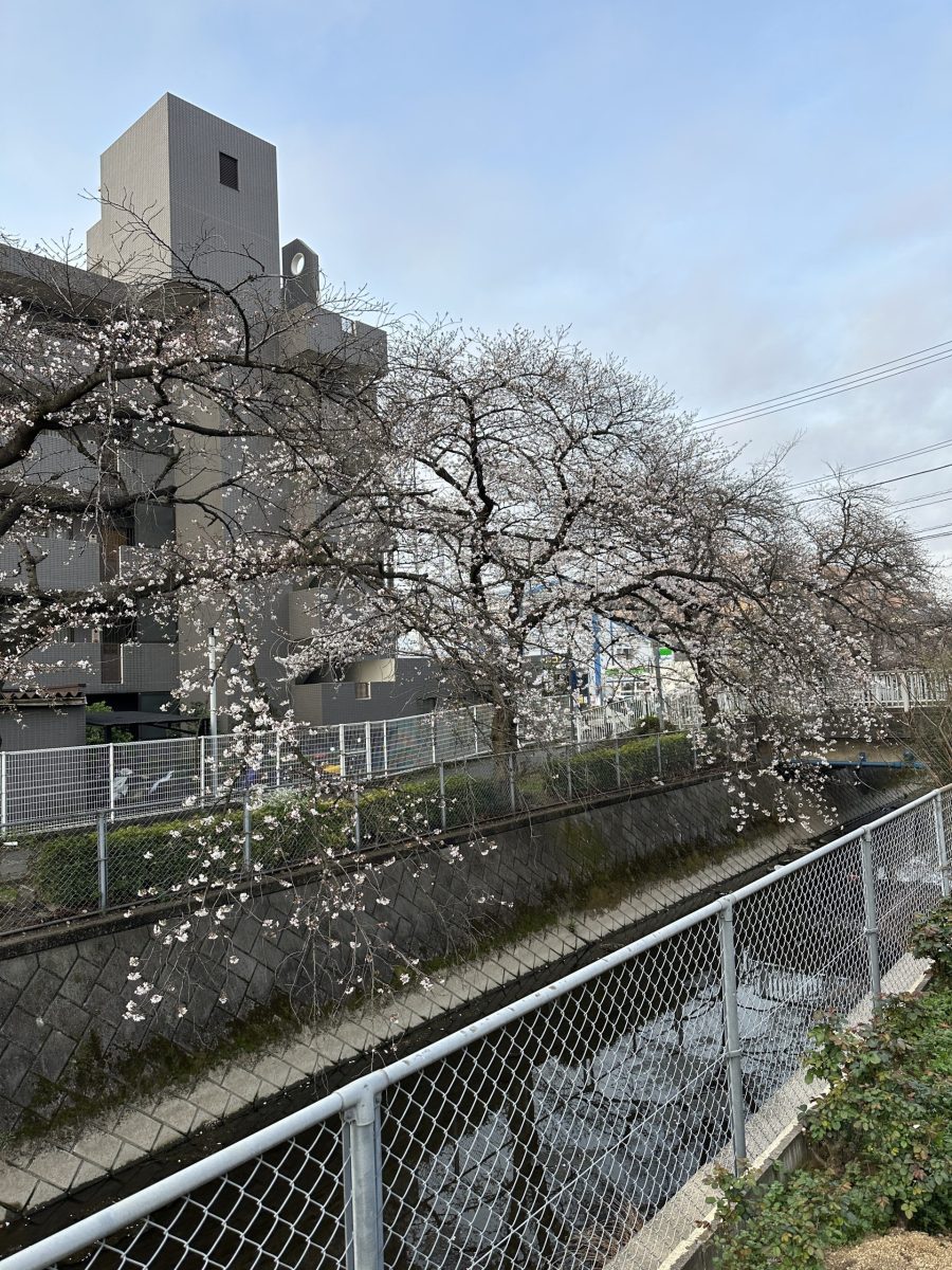 ３月２０日（月）：桜の満開まであと少し