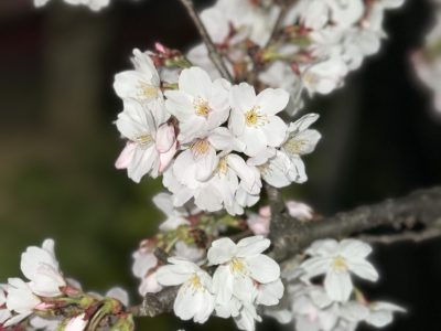 ３月２２日（水）：桜満開です