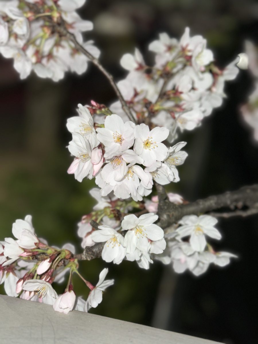 ３月２２日（水）：桜満開です