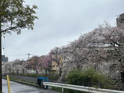 ３月２３日（木）：桜満開ですが雨で、、、